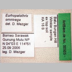 Eurhopalothrix omnivaga Taylor, 1990 label