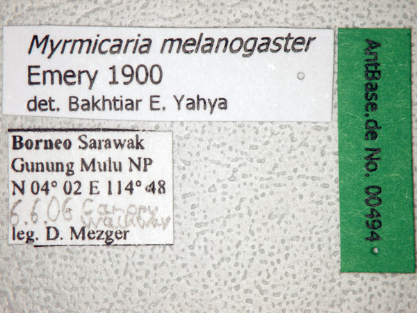 Myrmicaria melanogaster label
