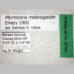 Myrmicaria melanogaster Emery, 1900 label
