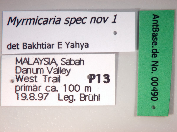 Myrmicaria spec nov 1 label