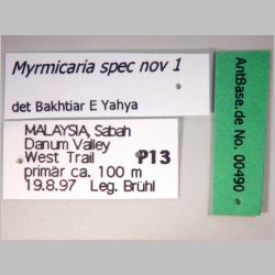 Myrmicaria spec nov 1 Bakhtiar E Yahya,  label