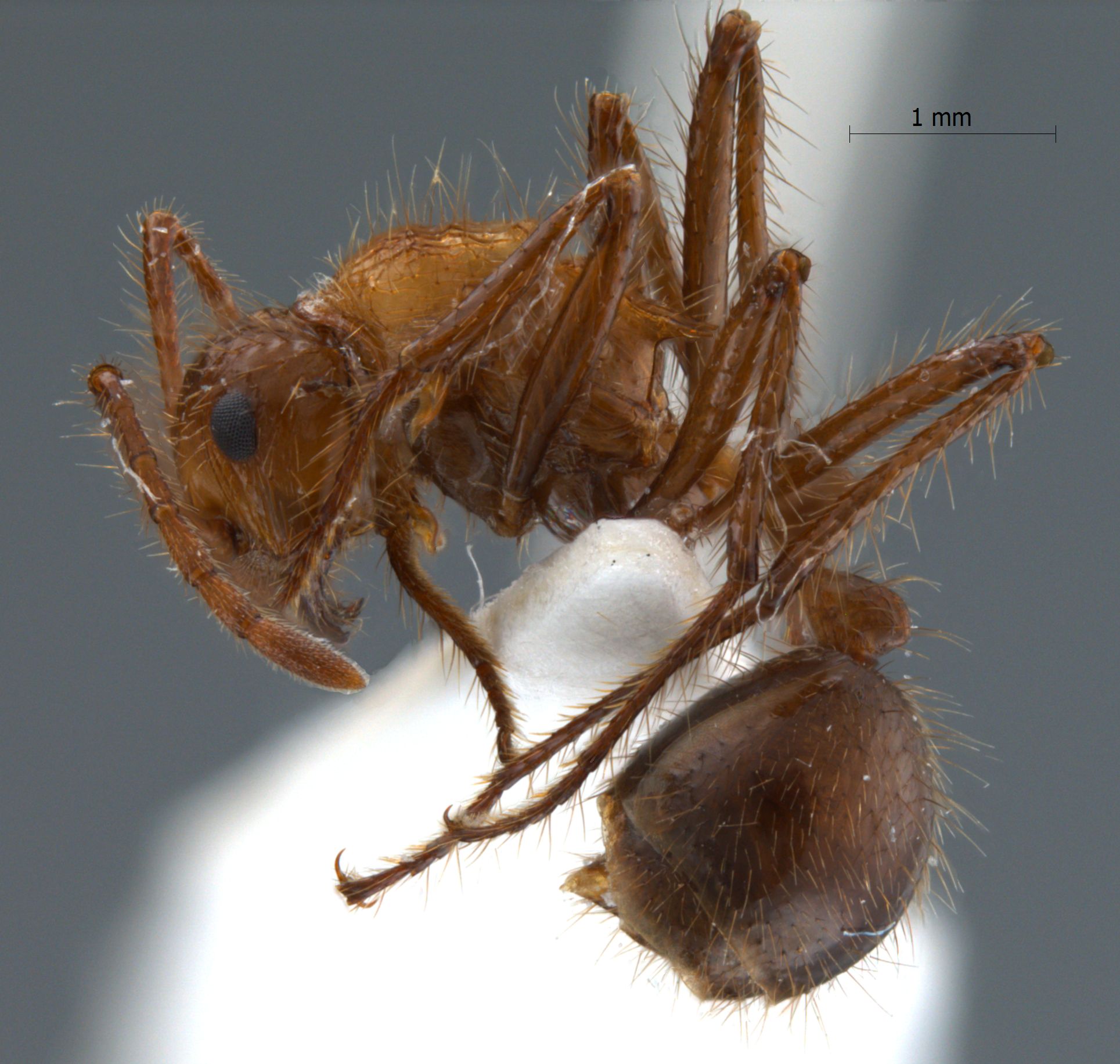 Myrmicaria spec nov 1 lateral