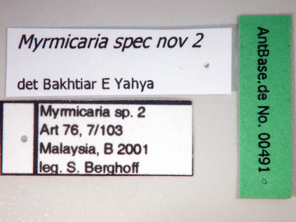 Myrmicaria spec nov 2 label