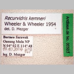 Recurvidris kemneri Wheeler & Wheeler, 1954 label