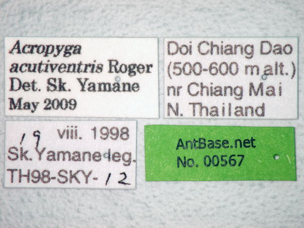 Acropyga acutiventris label