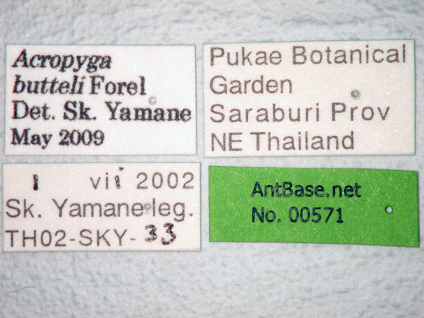 Acropyga butteli label