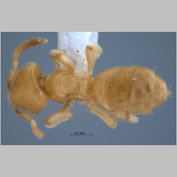 Acropyga pallida Donisthorpe, 1938 dorsal