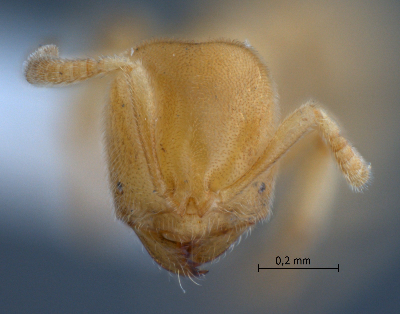 Acropyga pallida frontal