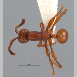Aenictus philippinensis Chapman, 1963 dorsal