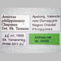 Aenictus philippinensis Chapman, 1963 label