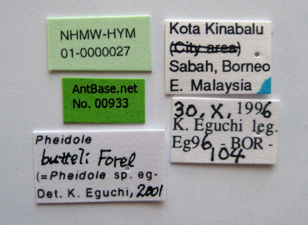 Pheidole butteli major label