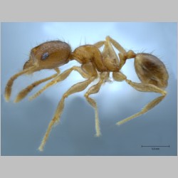 Pheidole hortensis minor Forel, 1913 lateral