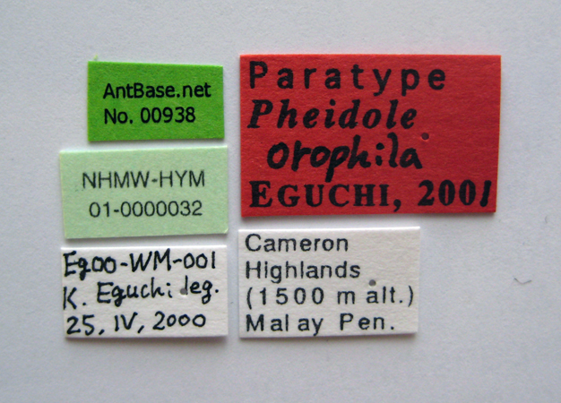 Pheidole orophila minor label