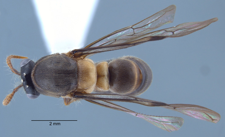Aenictus gracilis male dorsal