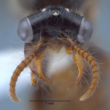 Aenictus gracilis male frontal