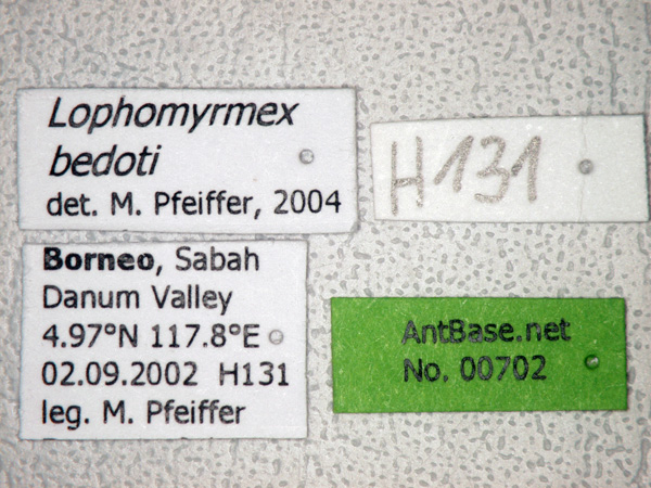 Lophomyrmex bedoti label