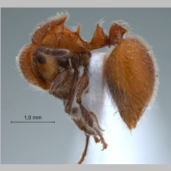 Meranoplus castaneus Smith, 1857 lateral
