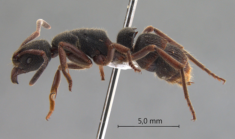 Pachycondyla tridentata lateral