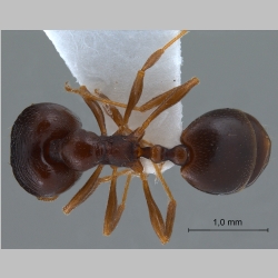 Pheidologeton pygmaeus major Emery, 1887 dorsal
