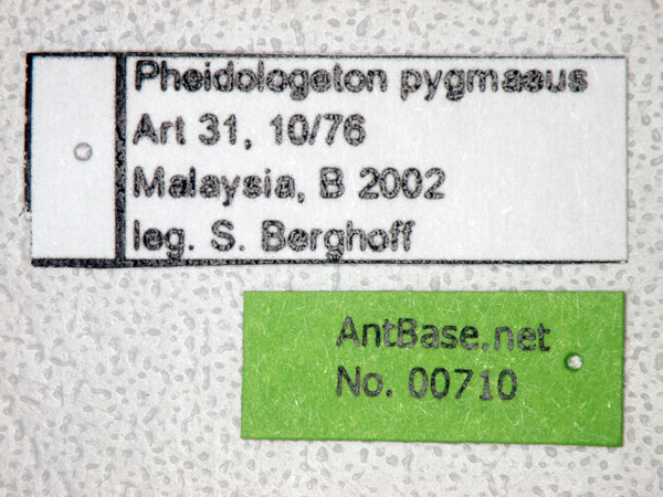 Pheidologeton pygmaeus major label