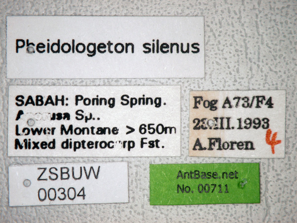 Pheidologeton silenus label