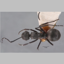 Polyrhachis zopyra Smith, 1861 dorsal