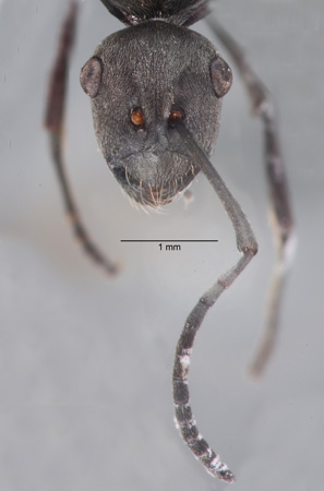 Polyrhachis zopyra frontal