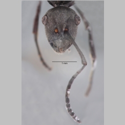 Polyrhachis zopyra Smith, 1861 frontal