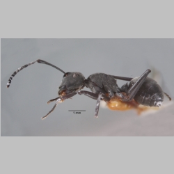 Polyrhachis zopyra Smith, 1861 lateral