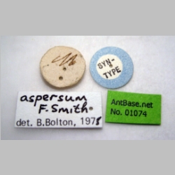 Tetramorium aspersum Smith, 1865 label