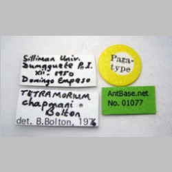 Tetramorium chapmani Bolton, 1977 label