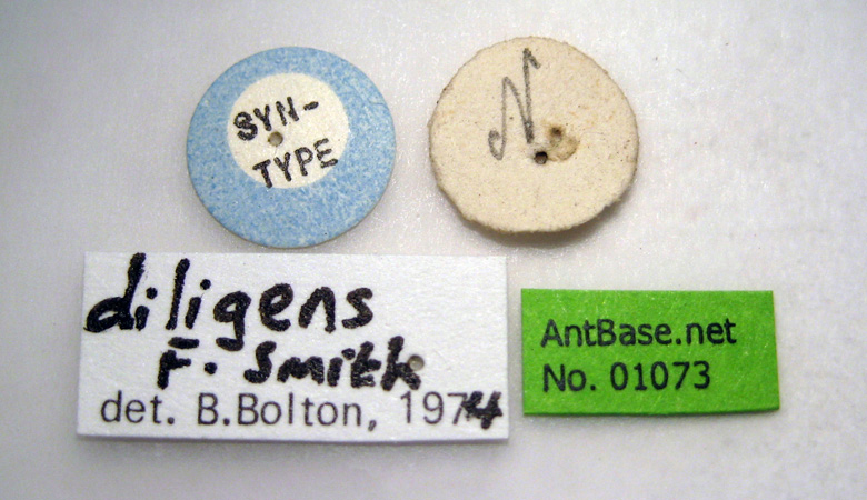 Tetramorium diligens label