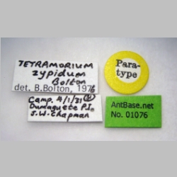 Tetramorium zypidum Bolton, 1977 label