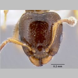 Gauromyrmex sp nr acanthinus  frontal