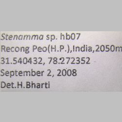 Stenamma hb07  label