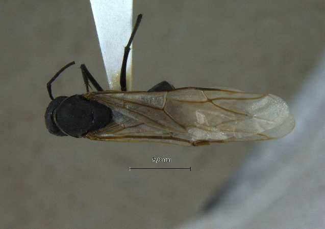 Camponotus mitis queen dorsal