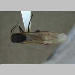 Camponotus mitis queen Smith, F., 1858 dorsal