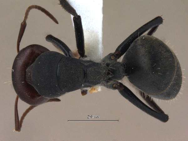 Camponotus opaciventris dorsal