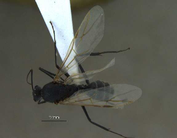 Camponotus parius dorsal