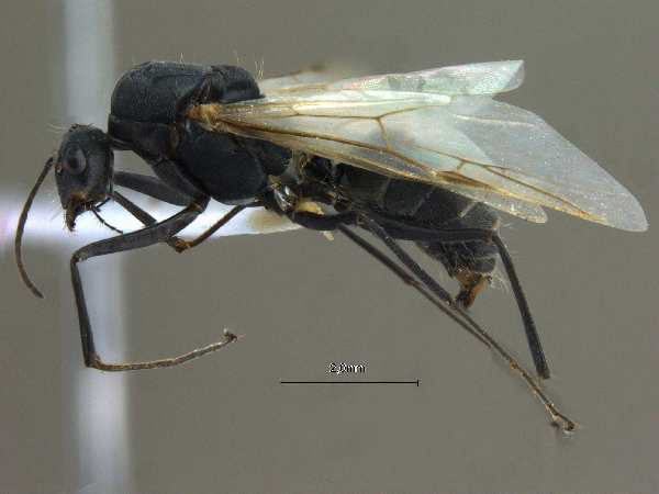 Camponotus parius lateral