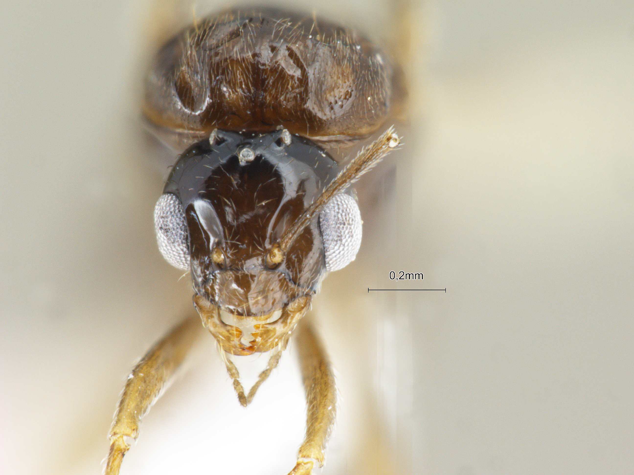 Lepisiota modesta male frontal