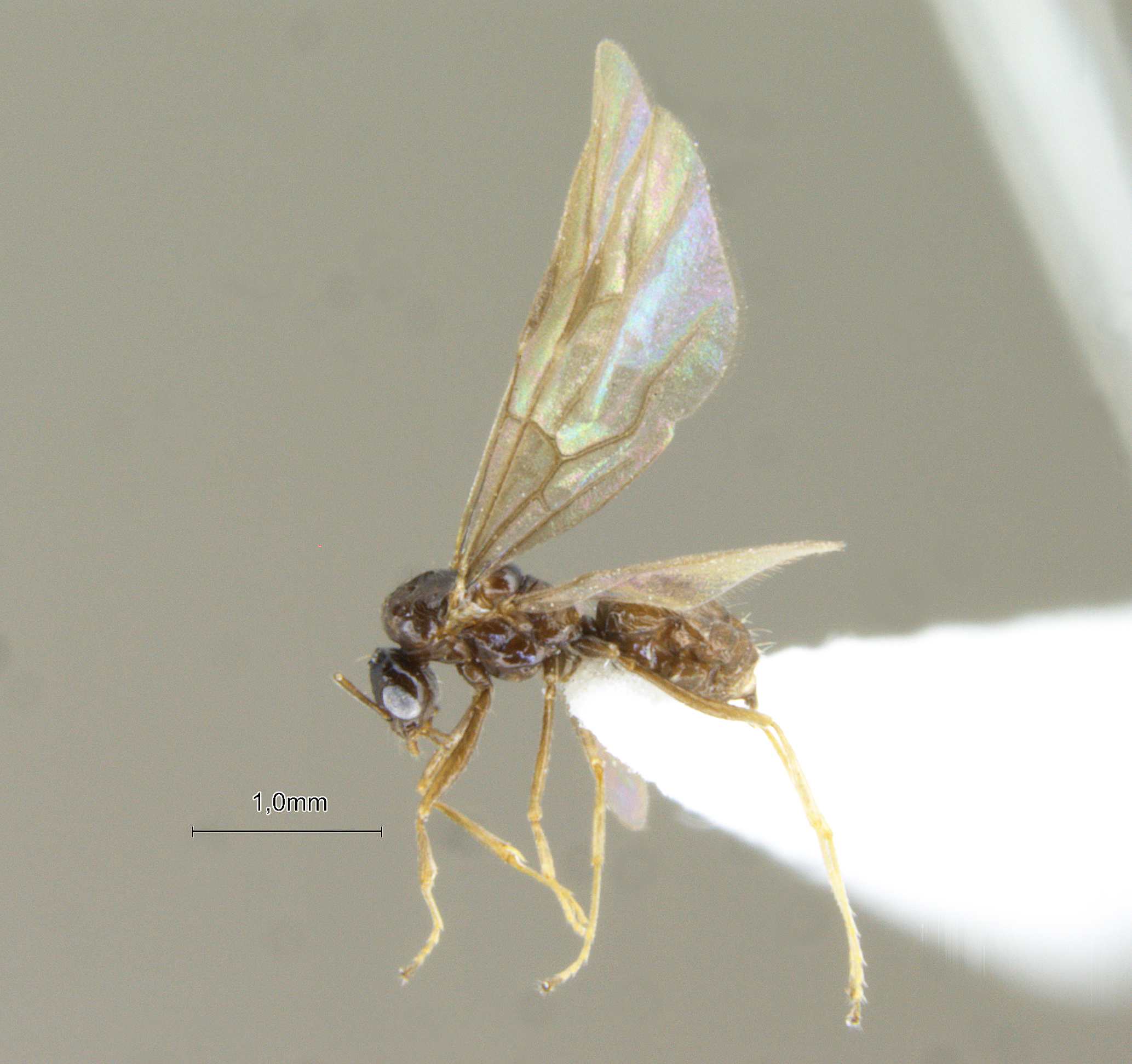 Lepisiota modesta male lateral