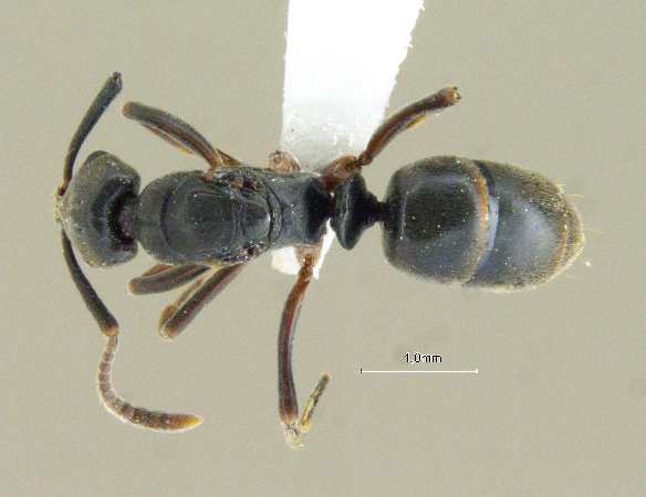 Pachycondyla luteipes dorsal