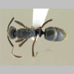 Brachyponera luteipes (Mayr, 1862) dorsal