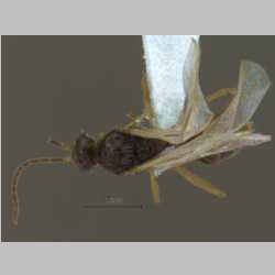 Brachyponera luteipes (Mayr, 1862) male dorsal