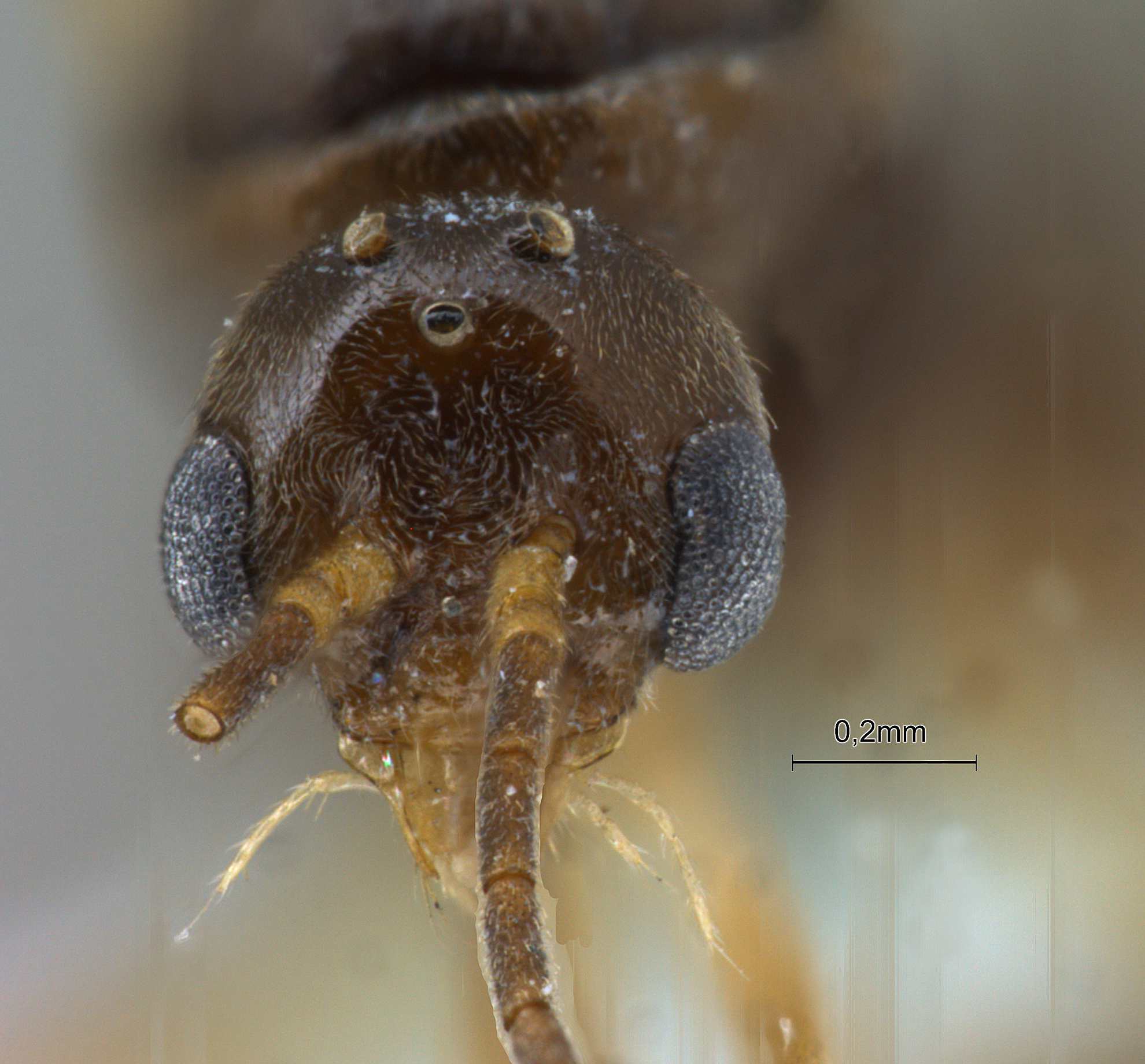 Pachycondyla luteipes male frontal