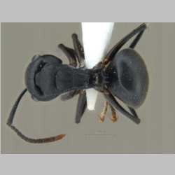 Polyrhachis exercita lucidiventris Forel, 1907 dorsal