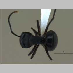 Polyrhachis exercita obtusisquama Forel, 1902 dorsal