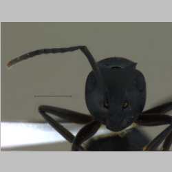 Polyrhachis exercita obtusisquama Forel, 1902 frontal