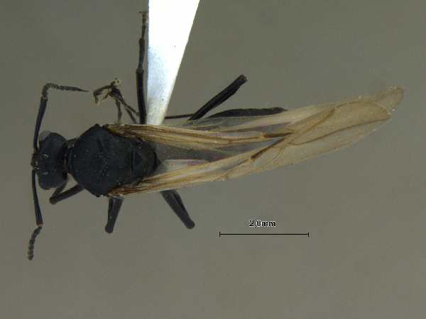 Polyrhachis lacteipensis male dorsal